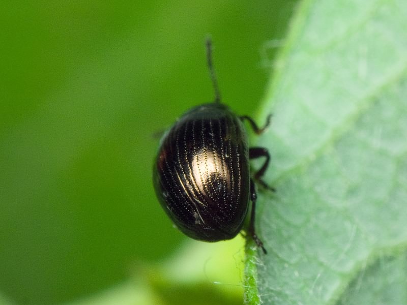 Neophaedon pyritosus (Rossi, 1792)